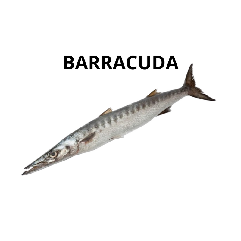 Barracuda