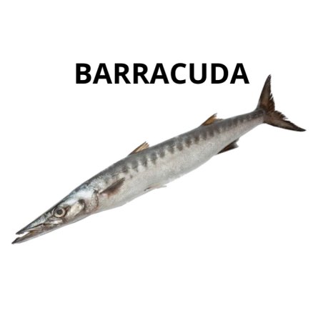 Barracuda