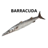 Barracuda