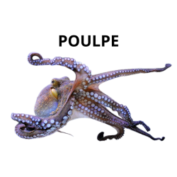 Poulpe