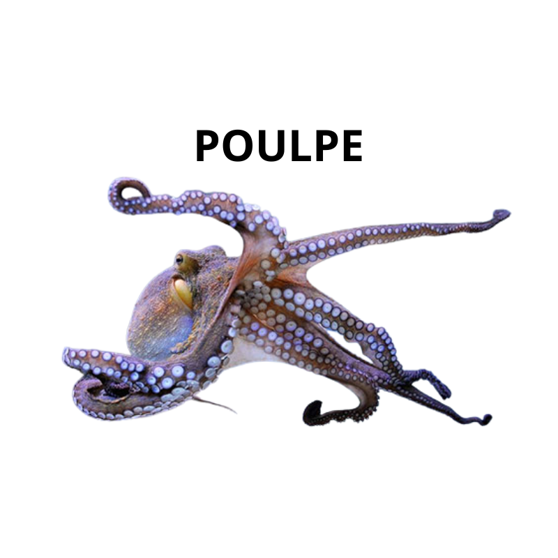 Poulpe