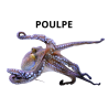 Poulpe