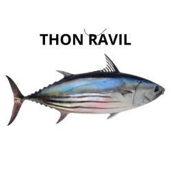 Thon ravil