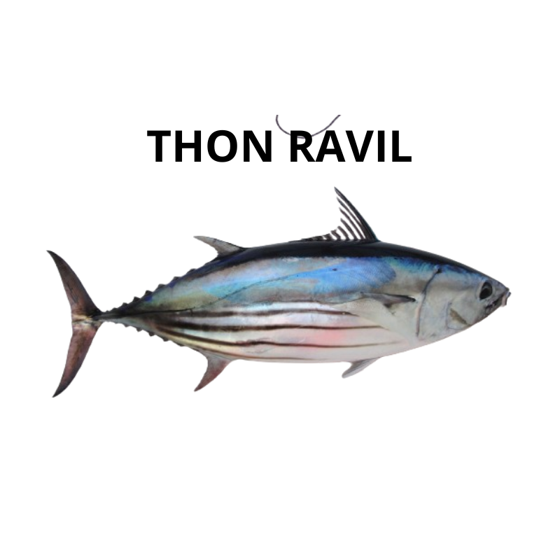 Thon ravil