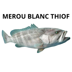 Mérou blanc Thiof