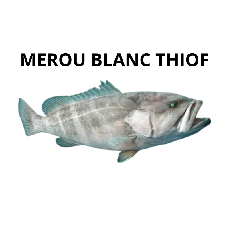 Mérou blanc Thiof