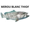 Mérou blanc Thiof