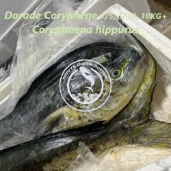 Dorade Coryphène