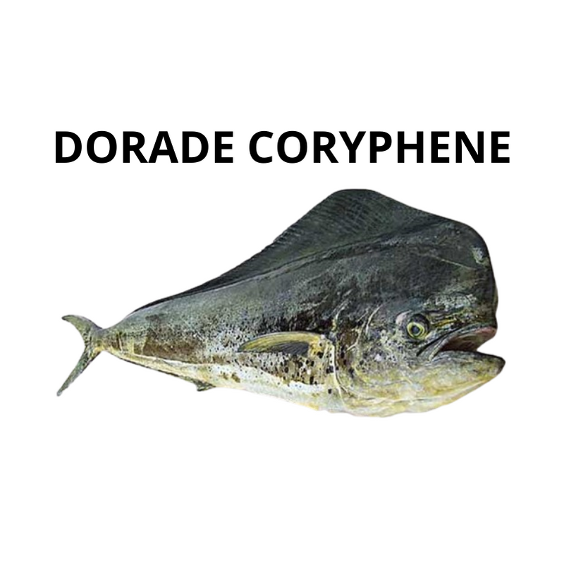 Dorade Coryphène