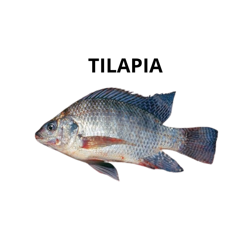 Tilapia