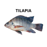 Tilapia