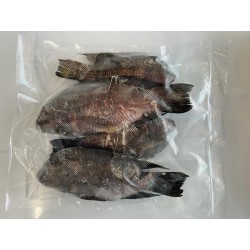 Tilapia