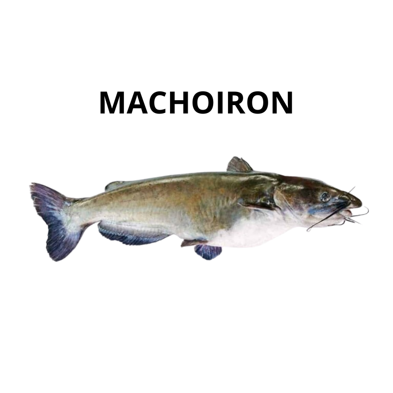 Machoiron de Guinée