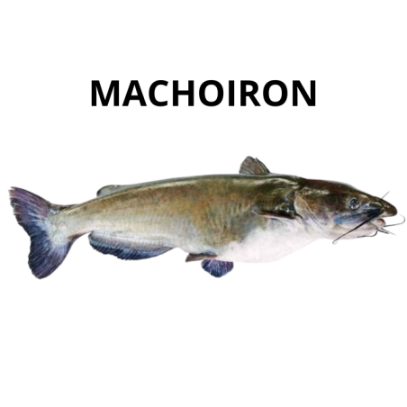 Machoiron de Guinée