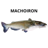 Machoiron de Guinée