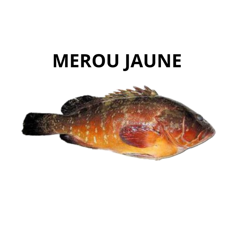 Mérou jaune