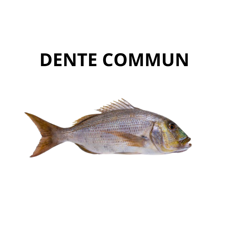 Denté Commun