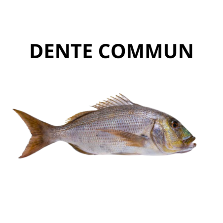 Denté Commun