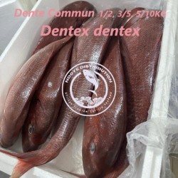 Denté Commun