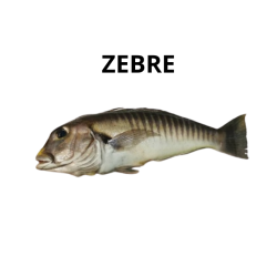 Zèbre