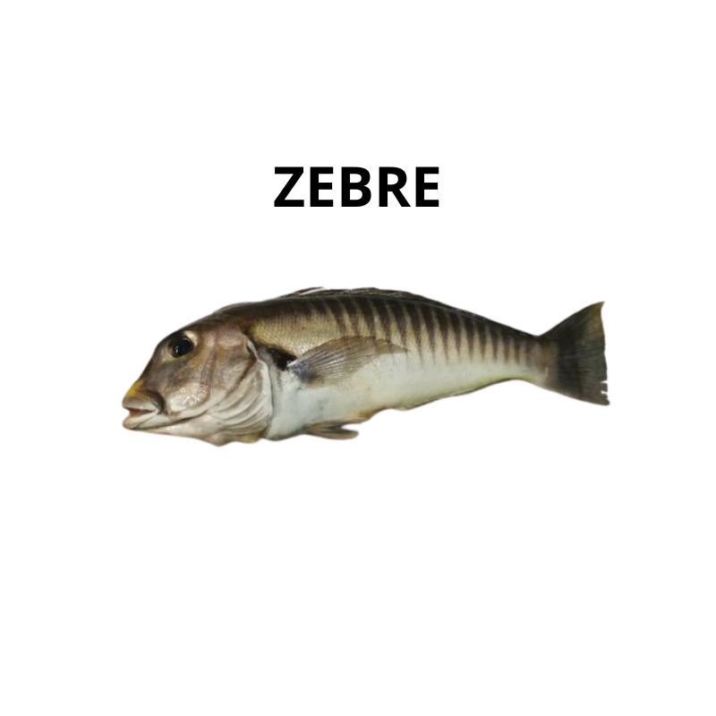 Zèbre