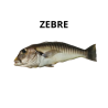 Zèbre