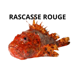 Rascasse rouge