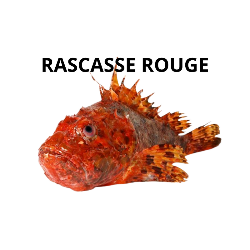 Rascasse rouge