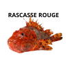 Rascasse rouge