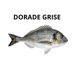 Dorade grise