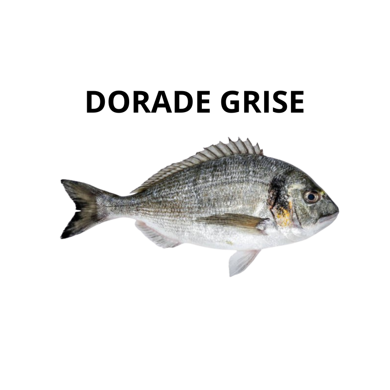 Dorade grise