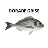 Dorade grise