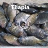 Tilapia