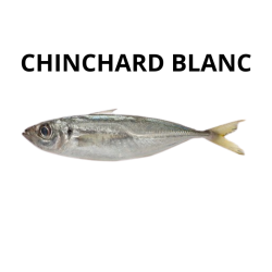 Chinchard Blanc