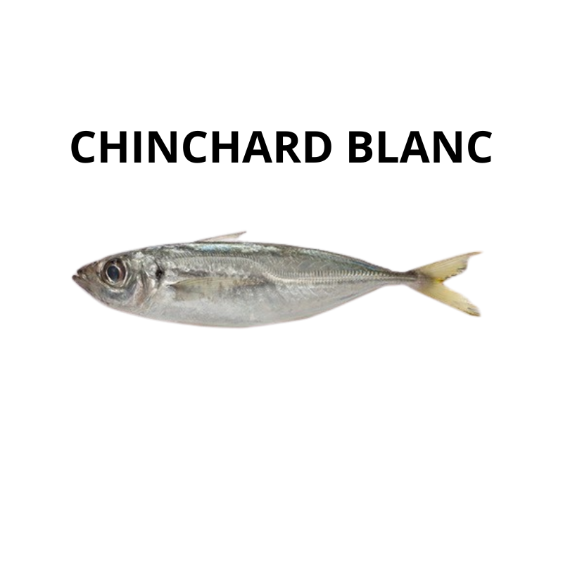 Chinchard Blanc