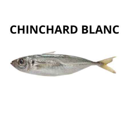 Chinchard Blanc