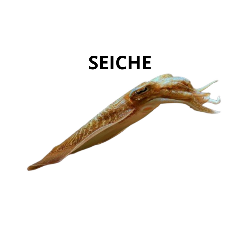 Seiche