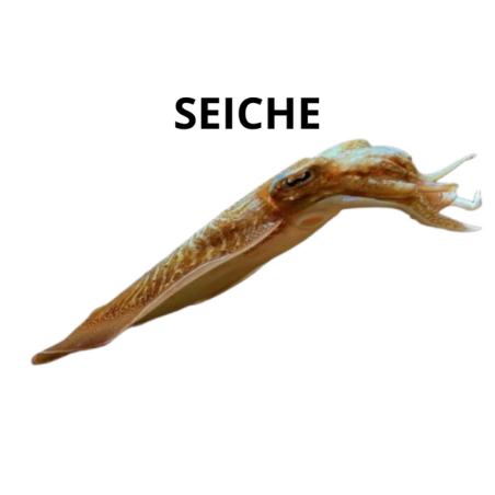 Seiche