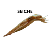 Seiche