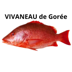 Vivaneau de Gorée rouge