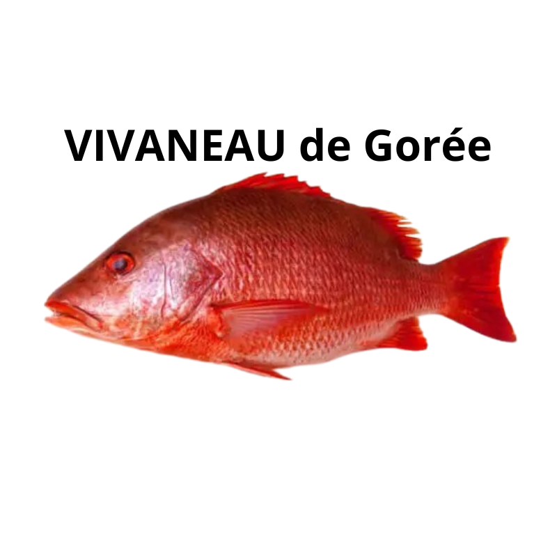 Vivaneau de Gorée rouge