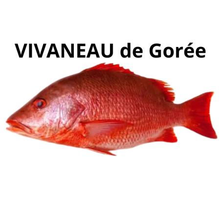 Vivaneau de Gorée rouge