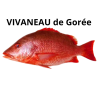 Vivaneau de Gorée rouge