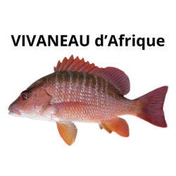 Vivaneau d'Afrique