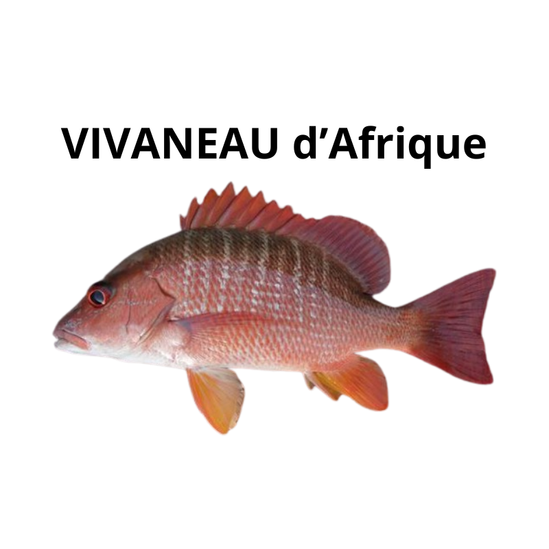 Vivaneau d'Afrique