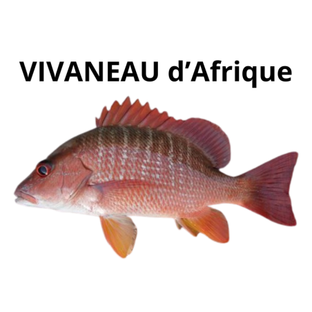 Vivaneau d'Afrique