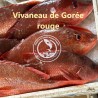 Vivaneau de Gorée rouge