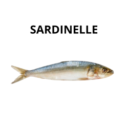 Sardinelle