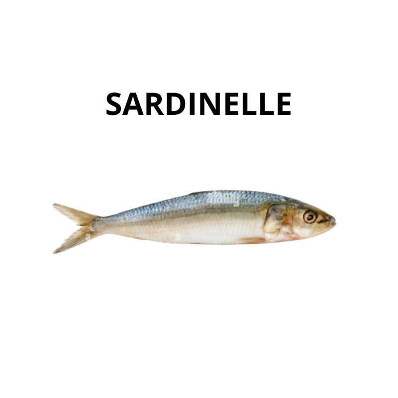 Sardinelle