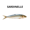 Sardinelle